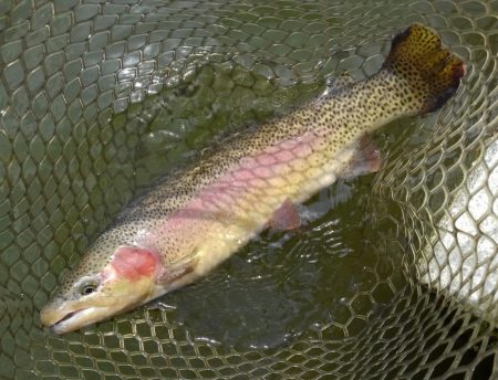 大安トラウトレイク 釣果